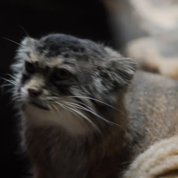 A photograph of a Pallas's cat in Ueno Zoological Gardens