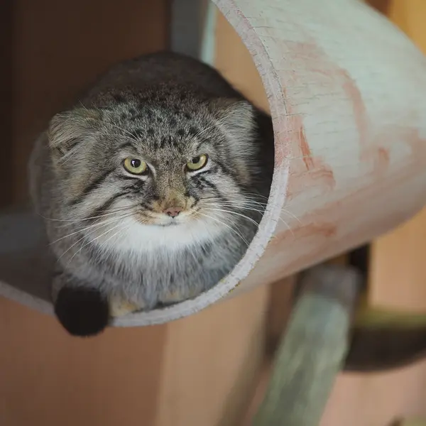 A photograph of Lotos in Saitama Children's Zoo