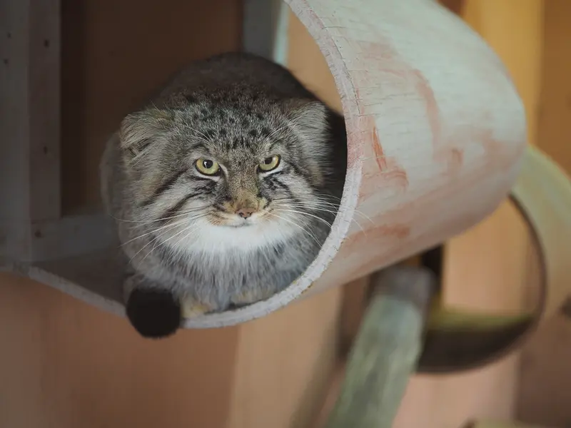 A photograph of Lotos in Saitama Children's Zoo