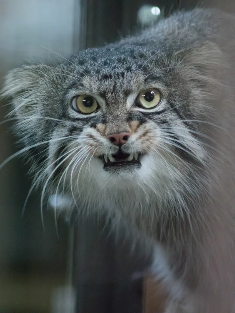 A photograph of Figa in Nogeyama Zoo