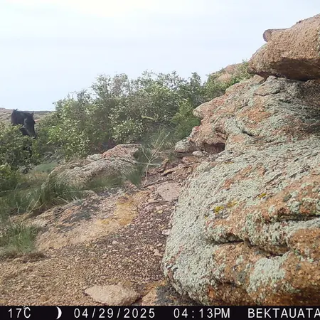 A photograph of Horse from Bektauata 2 camera trap