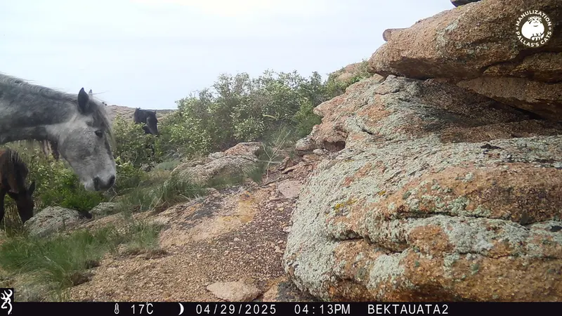 A photograph of Horse from Bektauata 2 camera trap