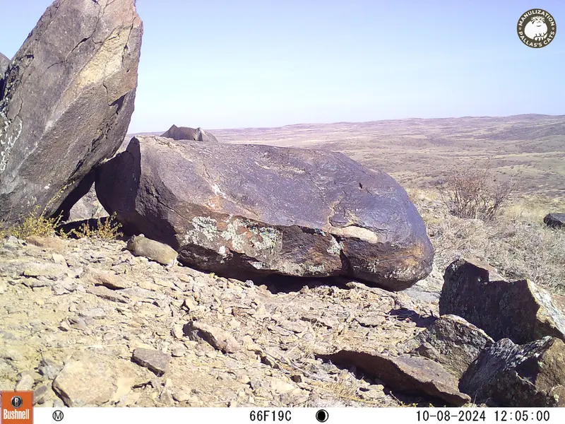 A photograph of Kazakh pika from Koshkar camera trap