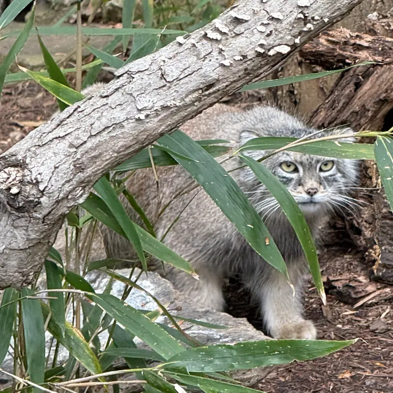 A photograph of Akar in Smithsonian's National Zoo