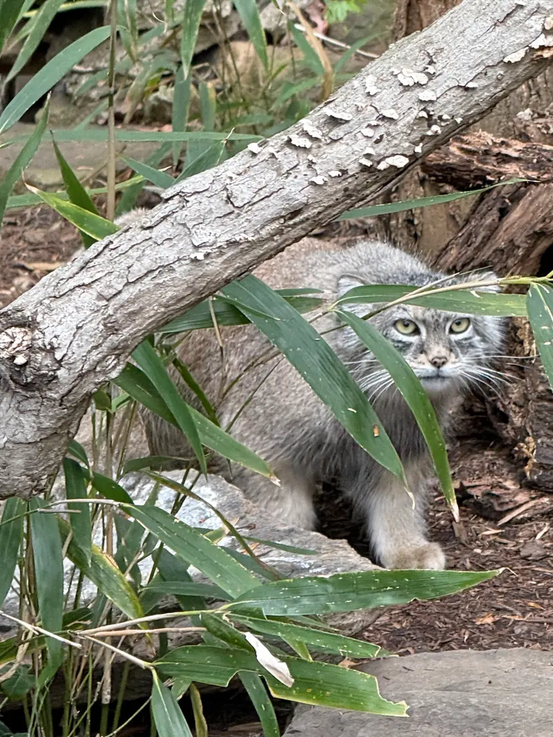 A photograph of Akar in Smithsonian's National Zoo