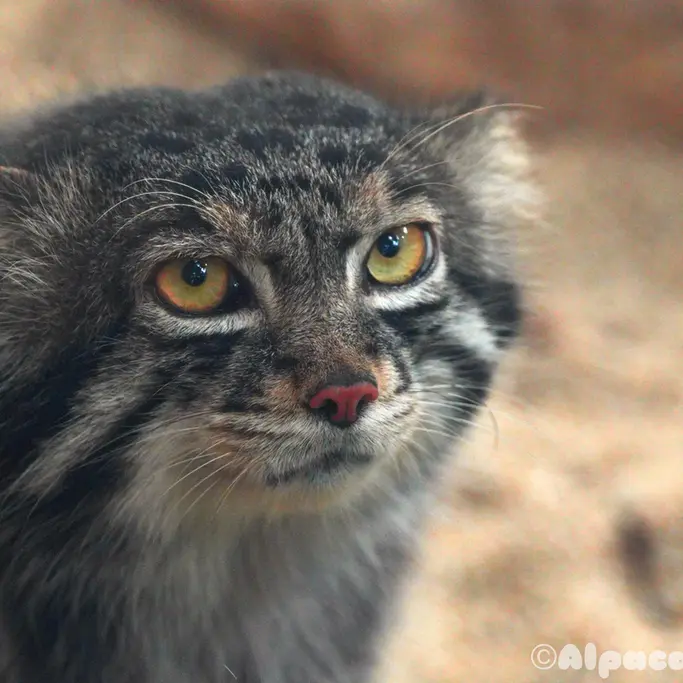 A photograph of Nar in Kobe Animal Kingdom