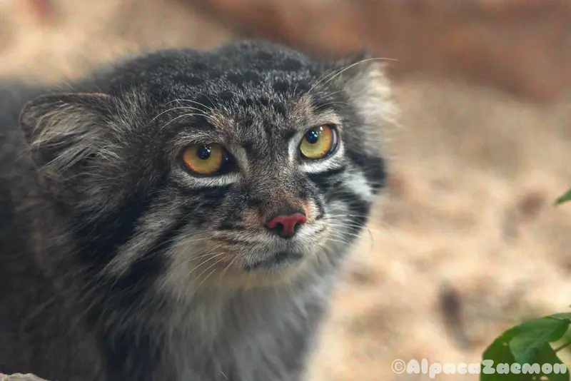 A photograph of Nar in Kobe Animal Kingdom