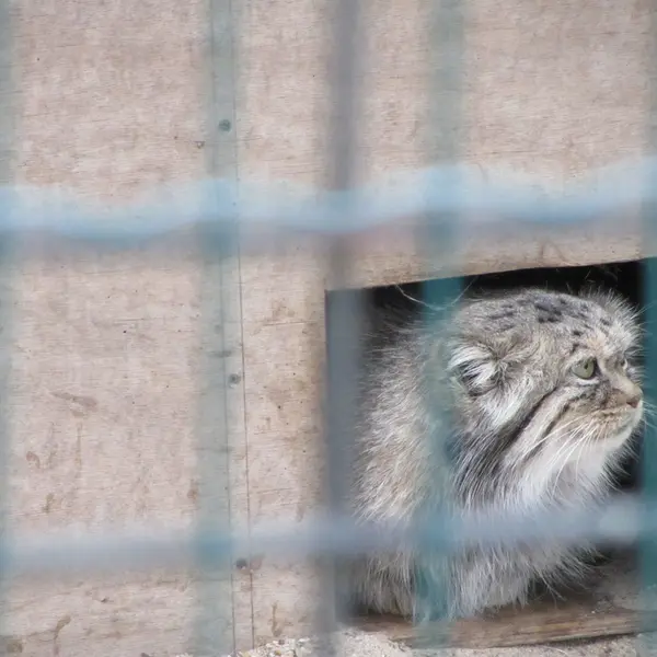 A photograph of Manuela in Magdeburg Zoo