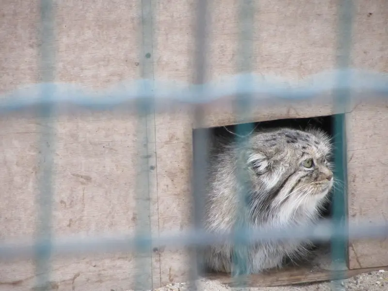 A photograph of Manuela in Magdeburg Zoo