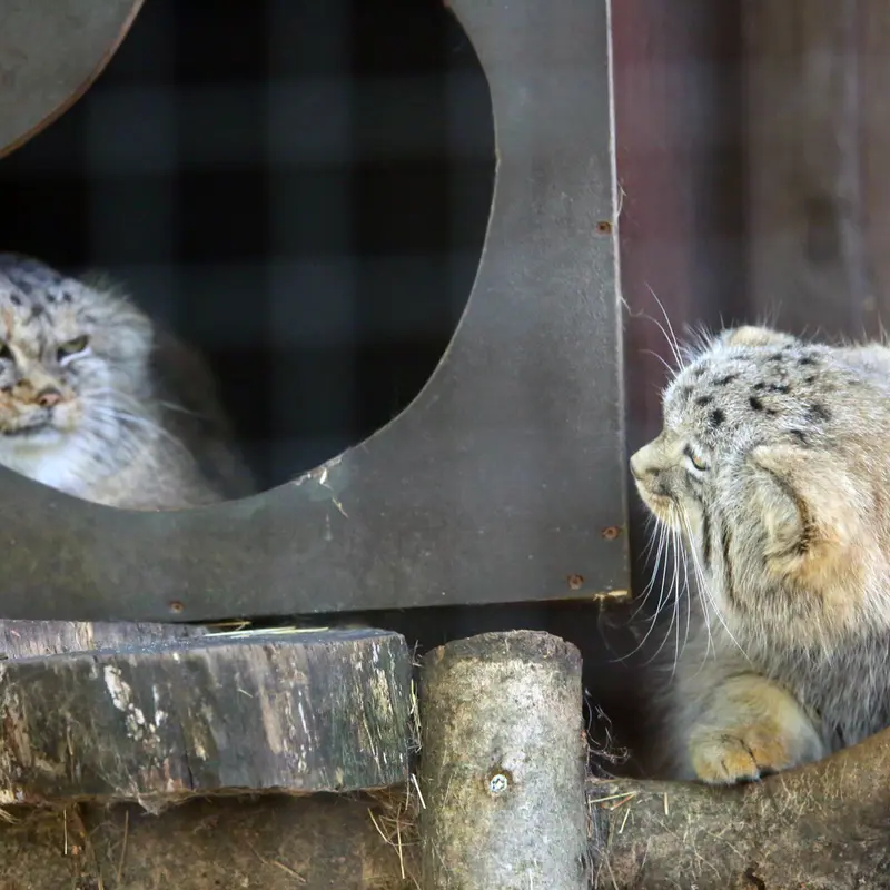 A photograph of Alani and Kitten of Alani b.2026 Ⅱ in Košice Zoo