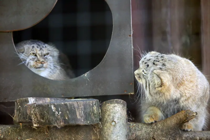 A photograph of Alani and Kitten of Alani b.2026 Ⅱ in Košice Zoo