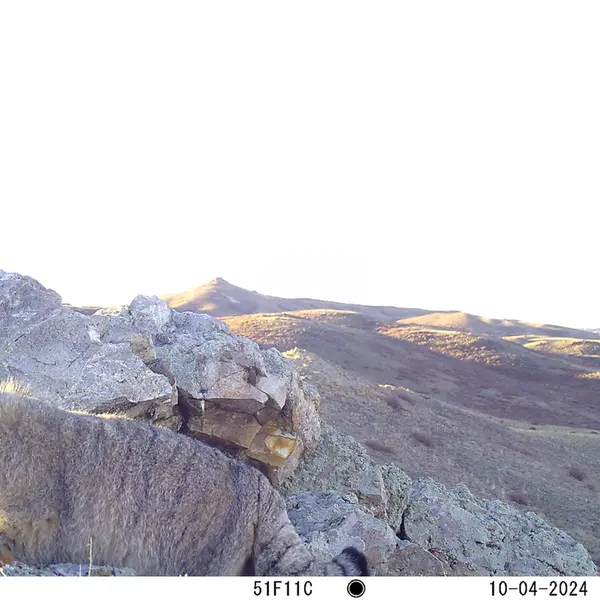 A photograph of Otocolobus manul manul from Besshoky 1 camera trap