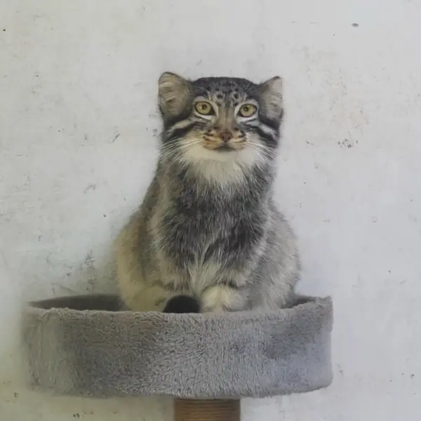 A photograph of Sun Daniang in Qinghai-Tibet Plateau Wildlife Zoo