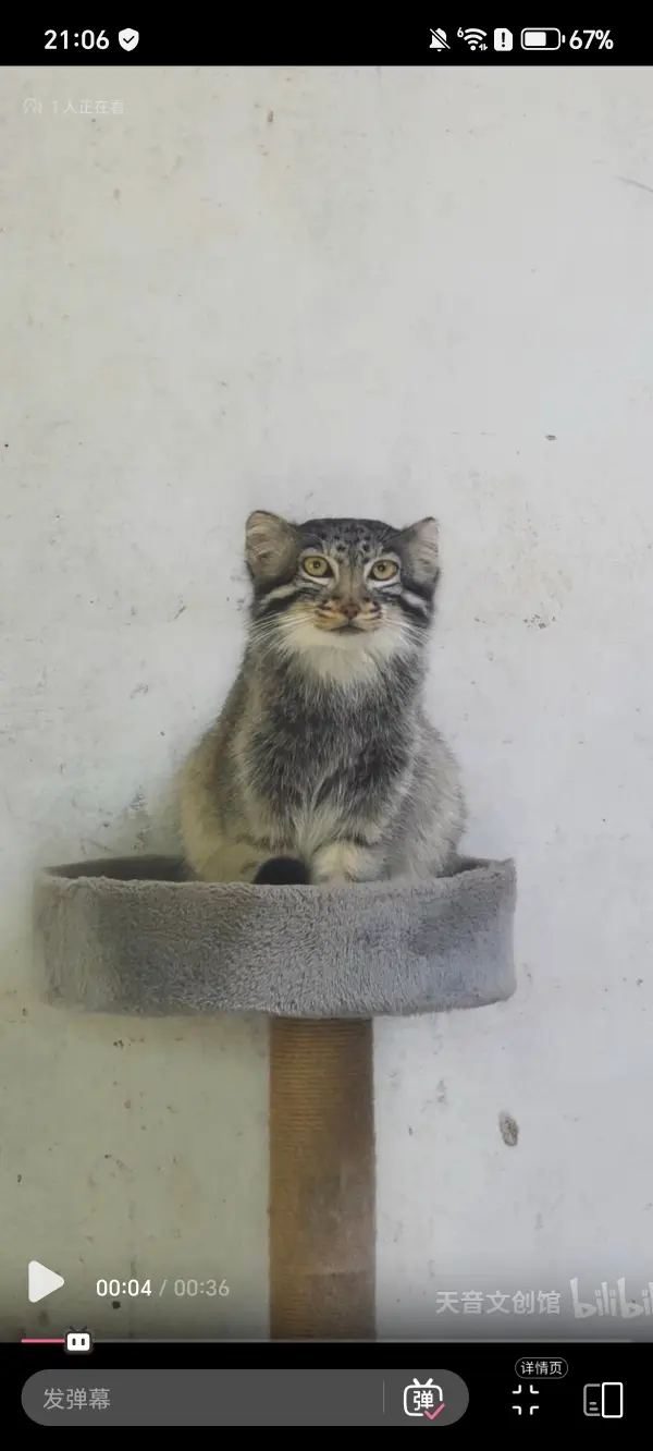 A photograph of Sun Daniang in Qinghai-Tibet Plateau Wildlife Zoo