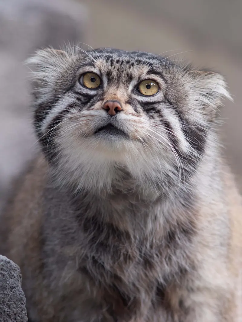 A photograph of Grusha in Asahiyama Zoo