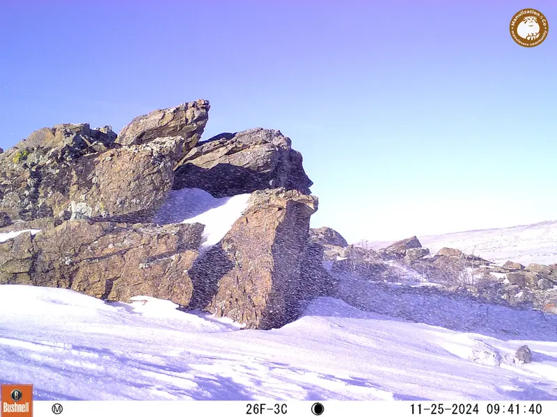 A photograph of a Pallas&#039;s cat from Karashoky camera trap