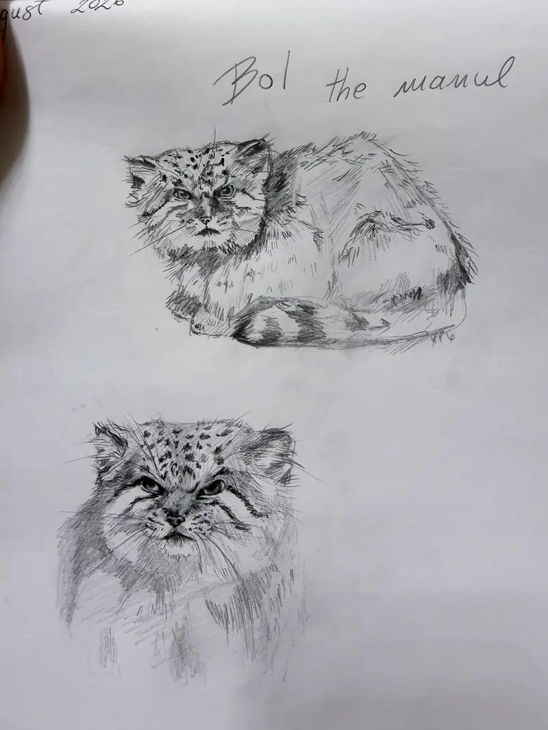 Bol/Bor the Manul Drawing!