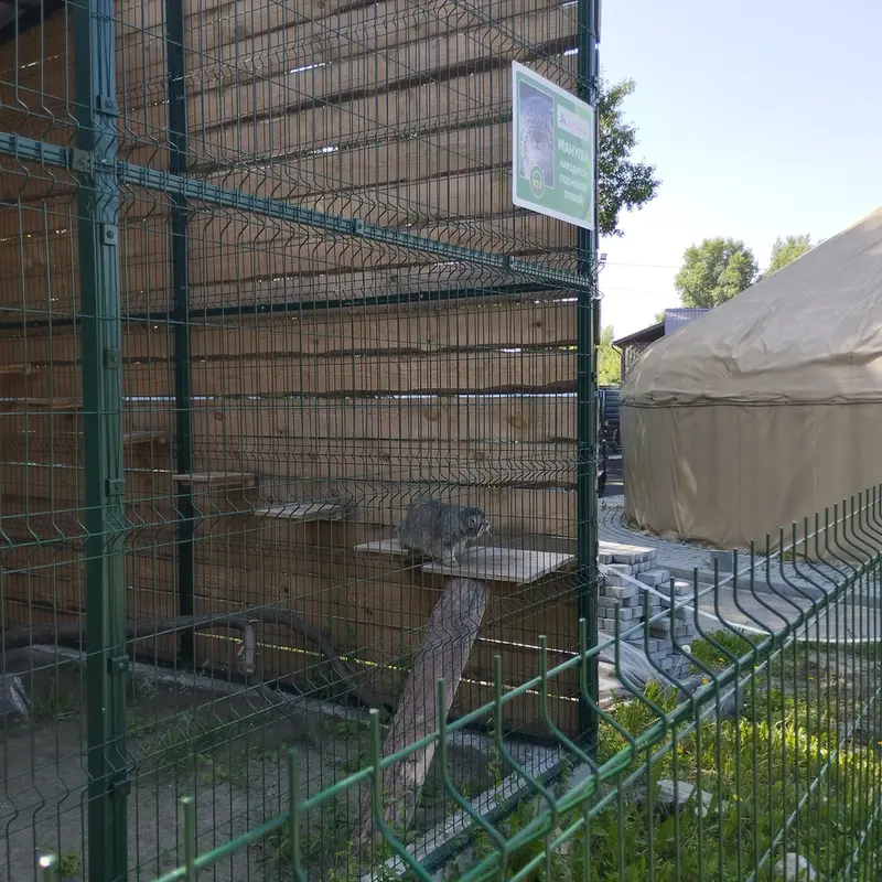 A photograph of Chip in Barnaul zoo “Lesnaya skazka”