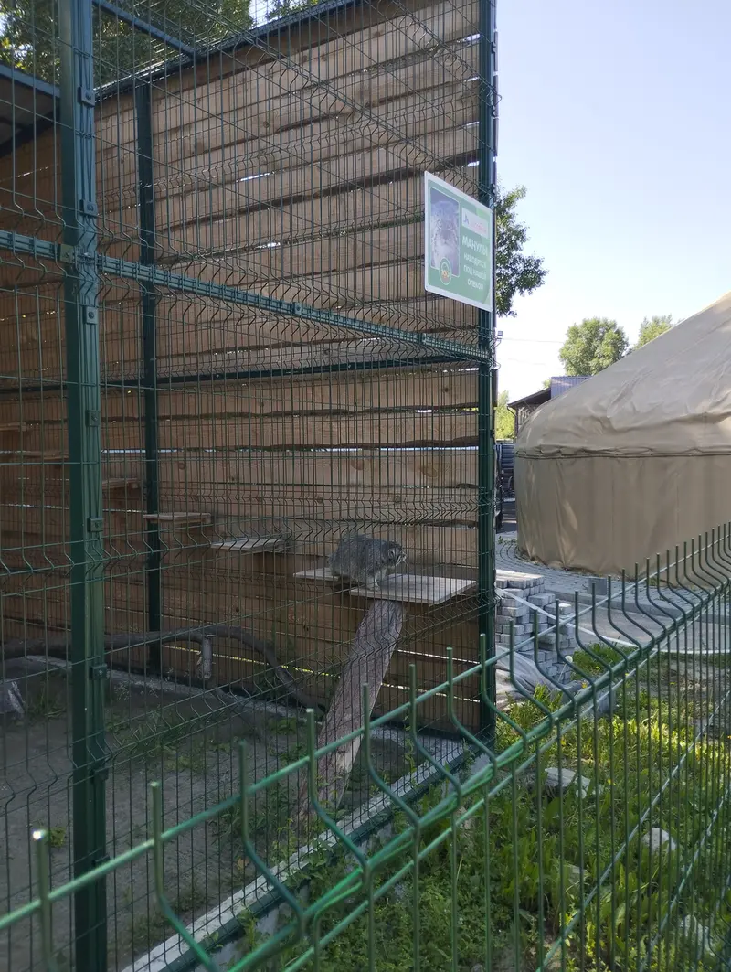 A photograph of Chip in Barnaul zoo “Lesnaya skazka”