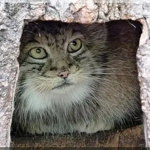 A photograph of Pallu in Opole Zoo