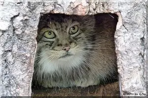 A photograph of Pallu in Opole Zoo