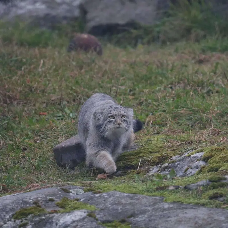 A photograph of Saga in Korkeasaari Zoo