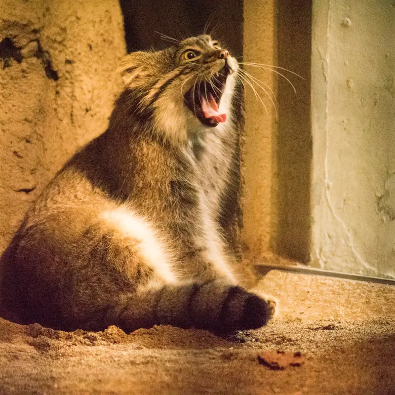 A photograph of Figa in Nogeyama Zoo