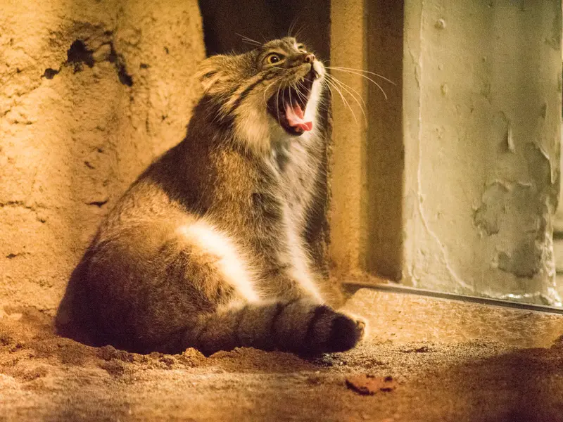 A photograph of Figa in Nogeyama Zoo
