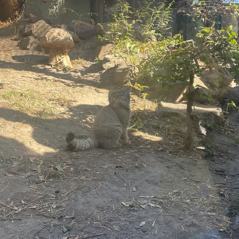 A photograph of Boris Ⅱ in Budapest Zoo & Botanical Garden