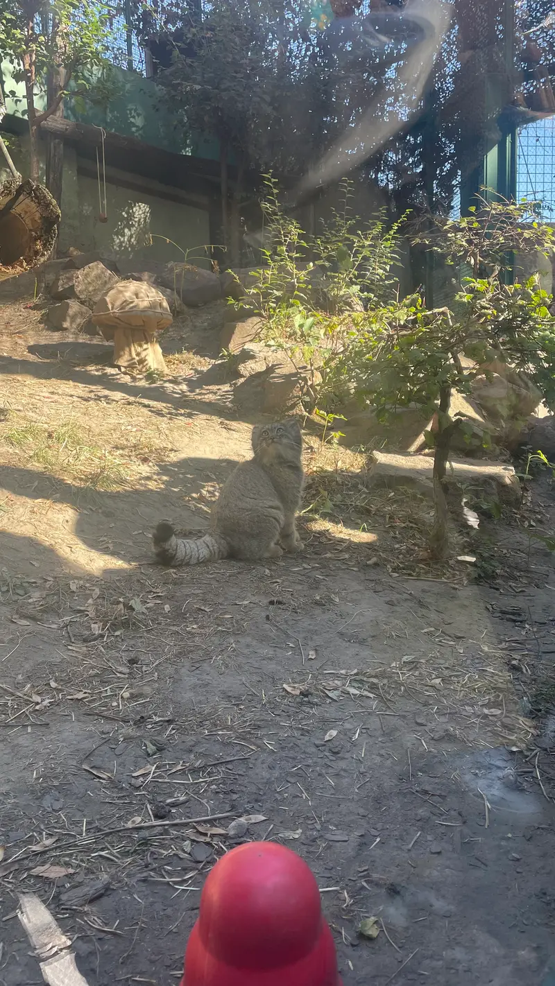A photograph of Boris Ⅱ in Budapest Zoo & Botanical Garden