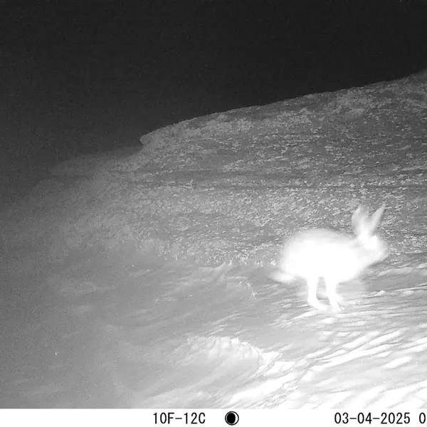 A photograph of Hare from Bektauata 1 camera trap