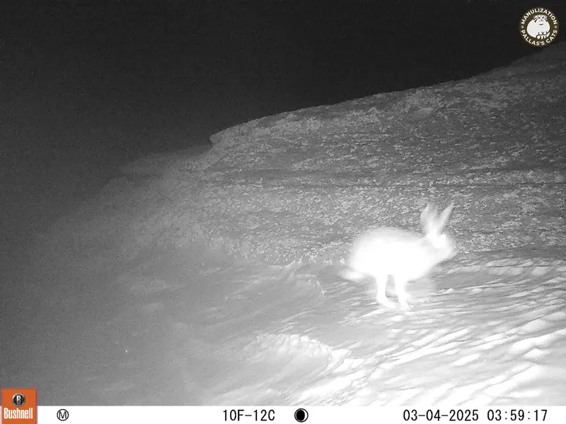 A photograph of Hare from Bektauata 1 camera trap