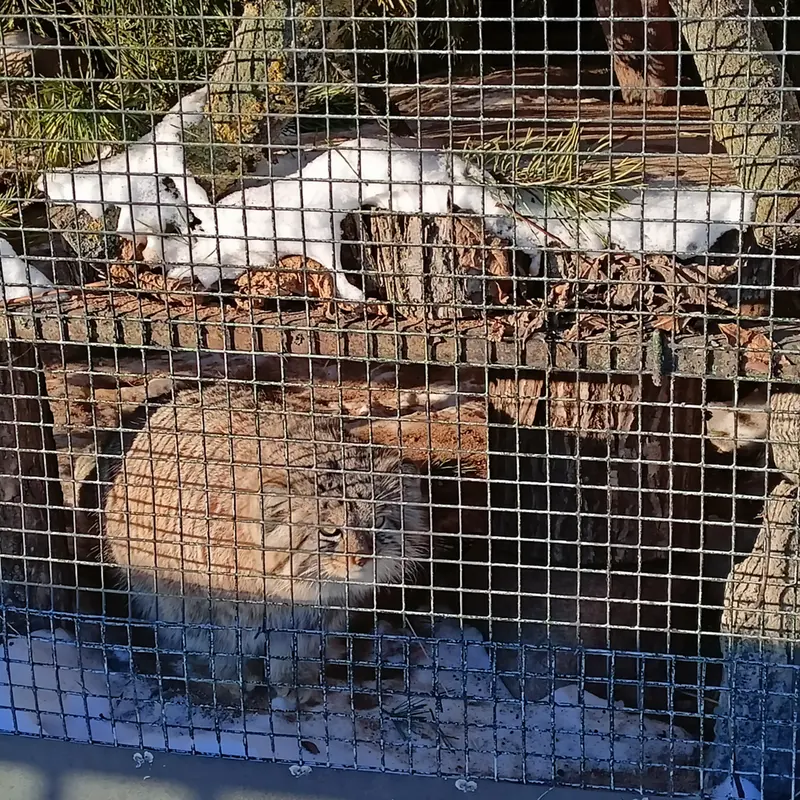 A photograph of a Pallas's cat