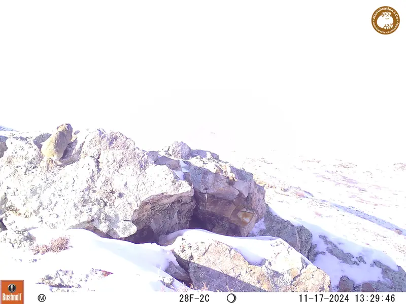 A photograph of Pika from Besshoky 1 camera trap