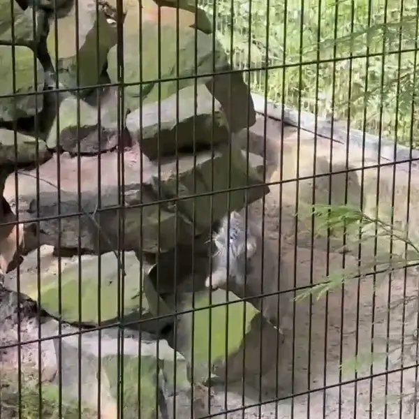 A photograph of Tsas in Kraków Zoo