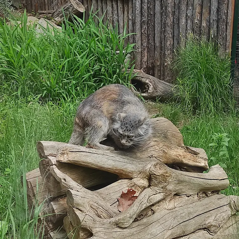 A photograph of Zarina in Wrocław Zoo