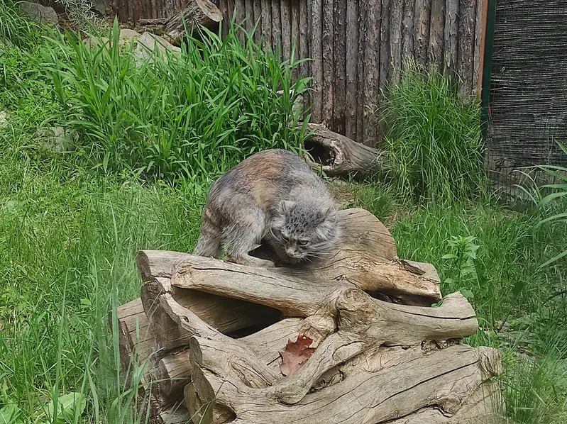 A photograph of Zarina in Wrocław Zoo