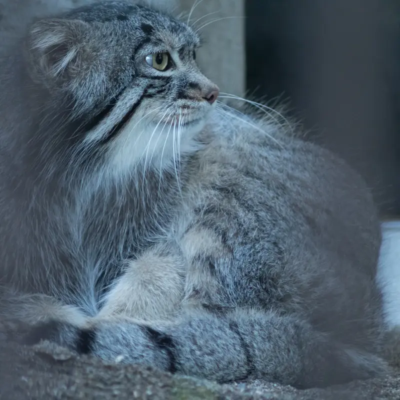 A photograph of Figa in Nogeyama Zoo