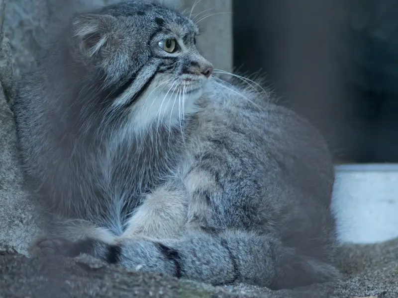 A photograph of Figa in Nogeyama Zoo