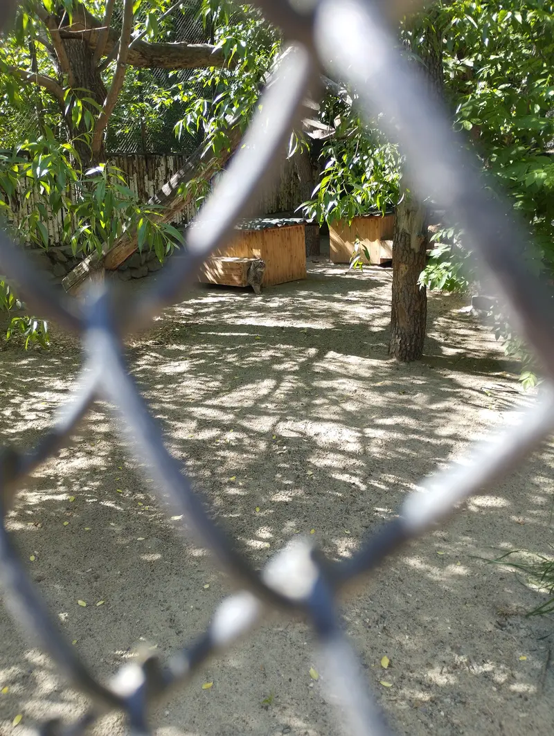 A photograph of a Pallas's cat in Novosibirsk Zoo