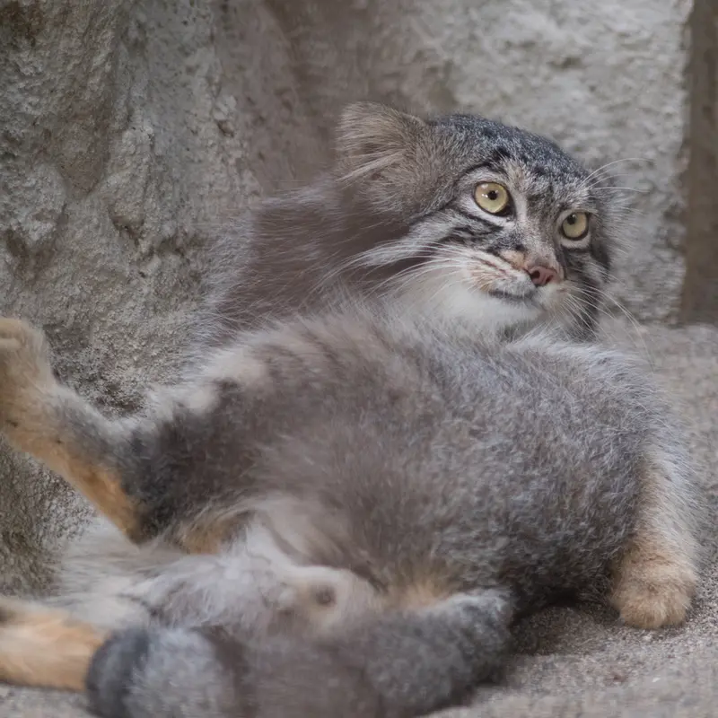 A photograph of Figa in Nogeyama Zoo
