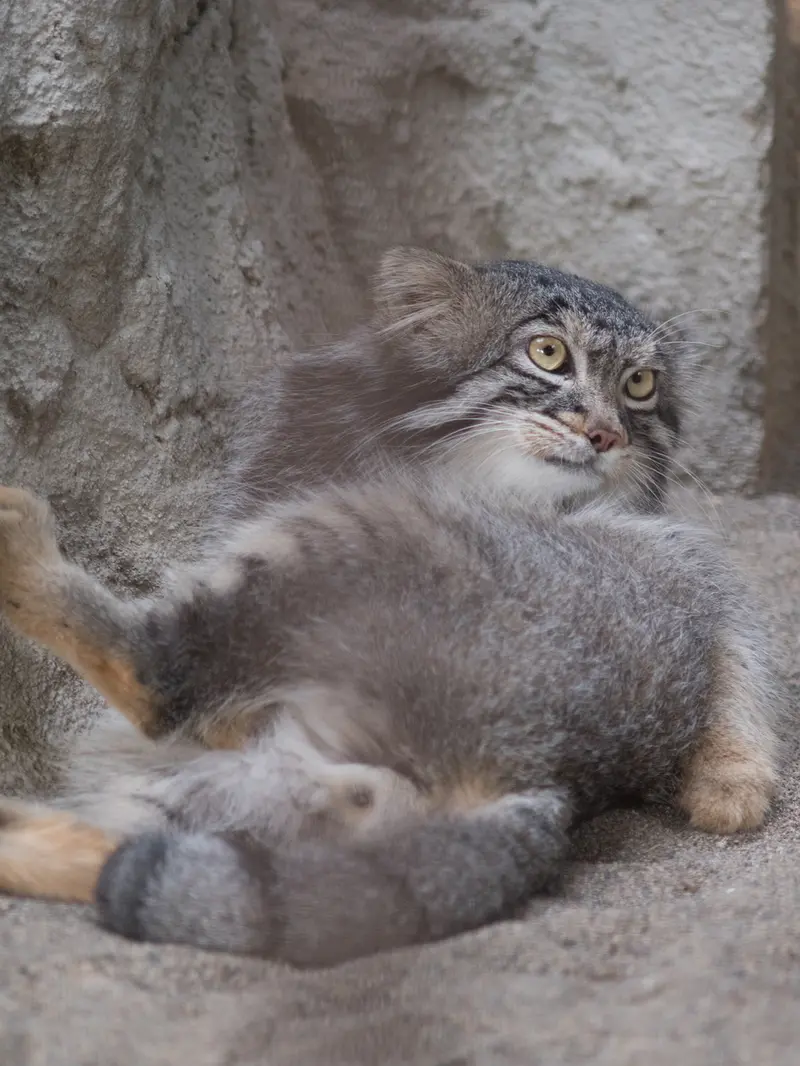 A photograph of Figa in Nogeyama Zoo