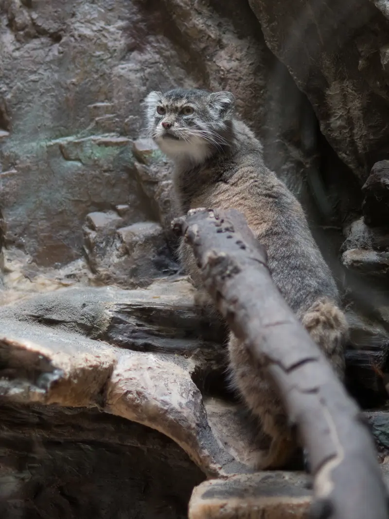 A photograph of Primula in Ueno Zoological Gardens