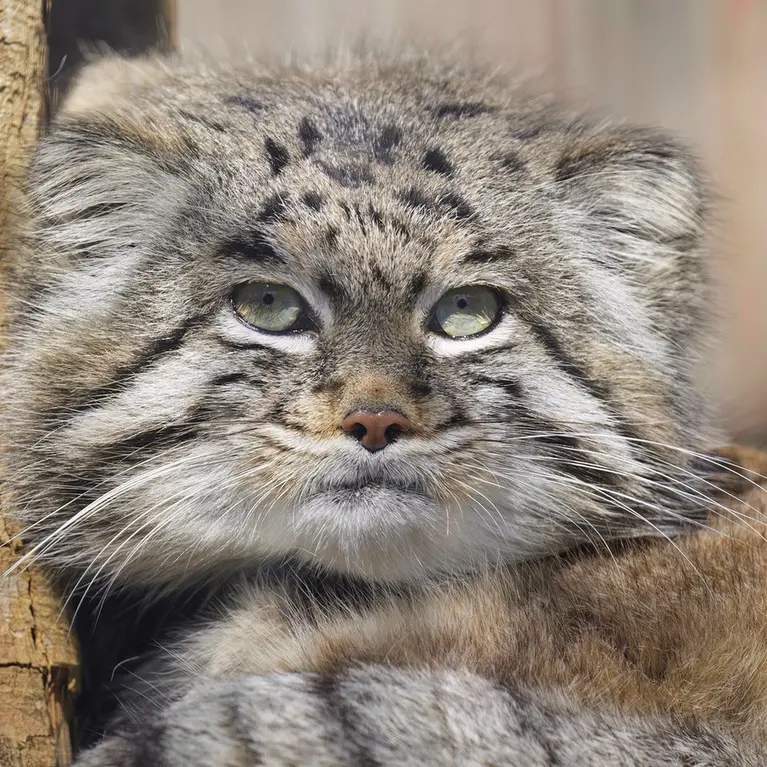A photograph of Dima in Grasleben Zoo