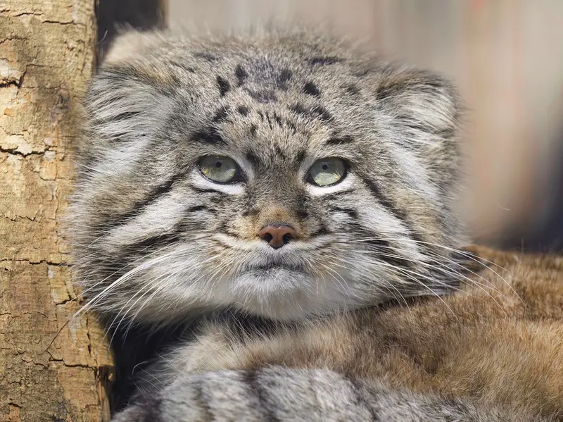 A photograph of Dima in Grasleben Zoo