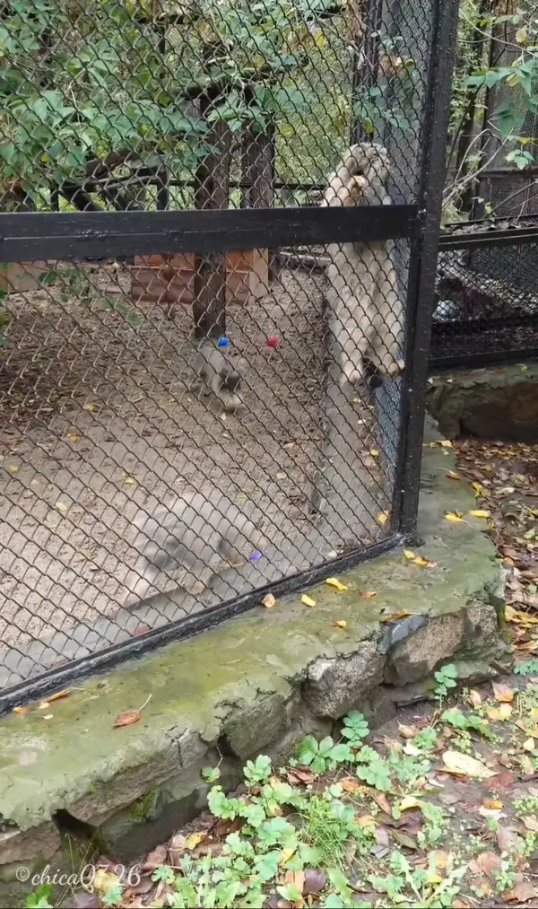 Feeding at the Novosibirsk Zoo