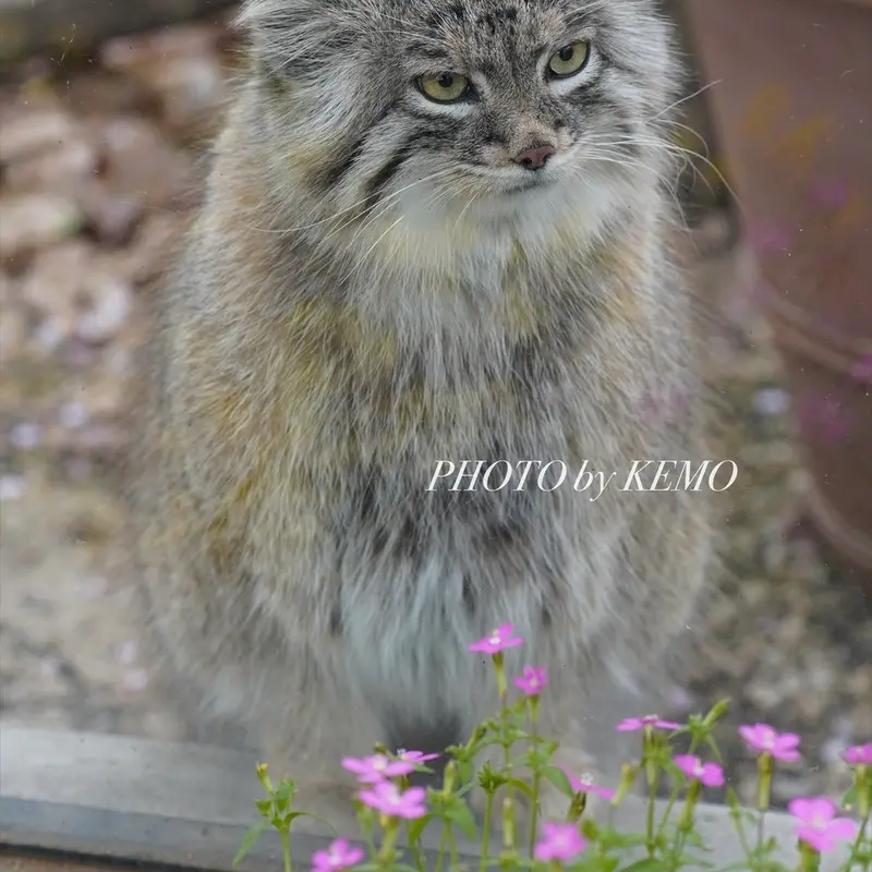 A photograph of Oliva in Saitama Children's Zoo