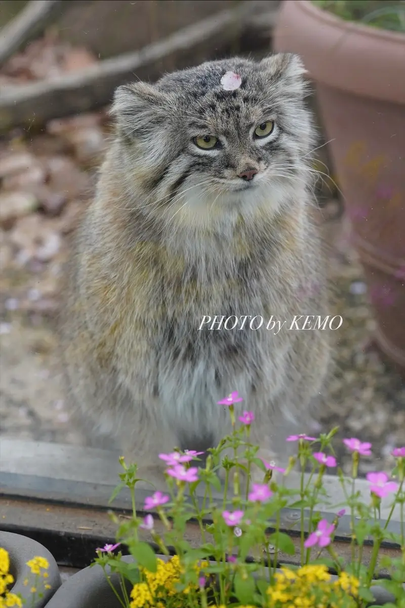 A photograph of Oliva in Saitama Children's Zoo