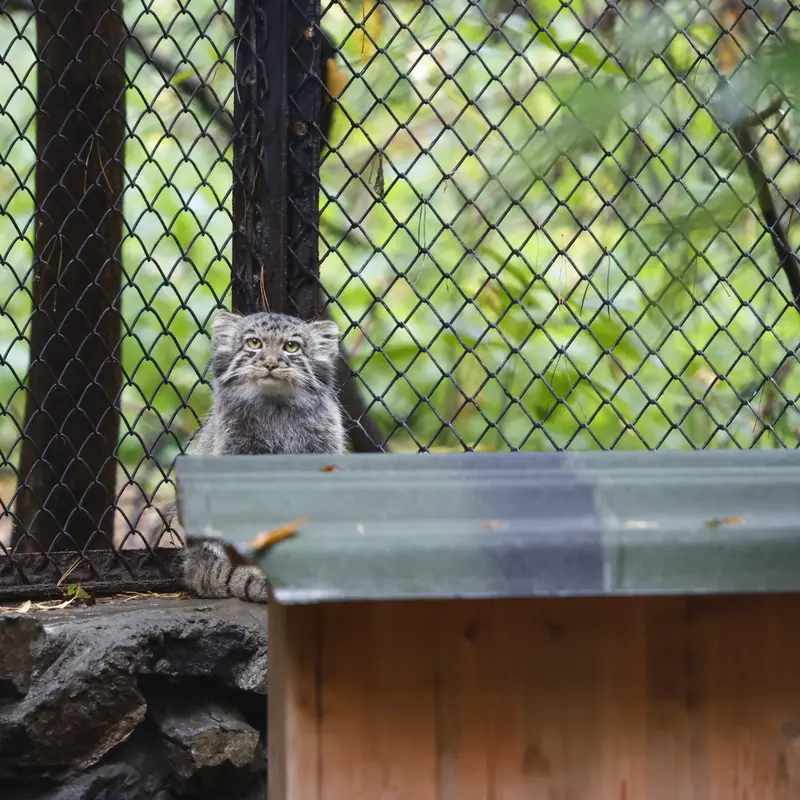 A photograph of Kitten of Eve b.2026  Ⅲ in Novosibirsk Zoo