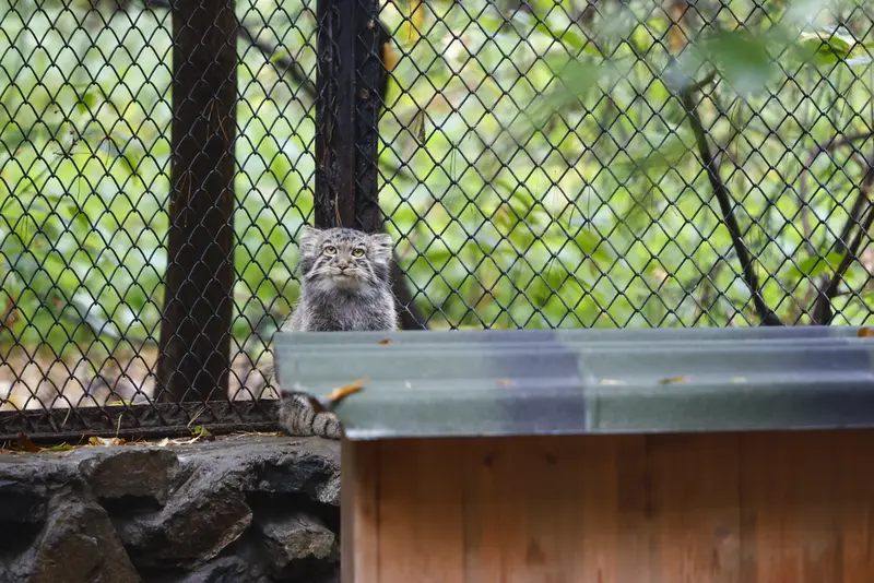 A photograph of Kitten of Eve b.2026  Ⅲ in Novosibirsk Zoo